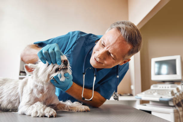 Best Emergency Dental Care for Abscessed Tooth in Plainview, NY
